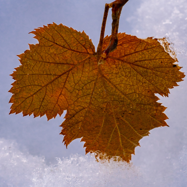 Leaf and Snow