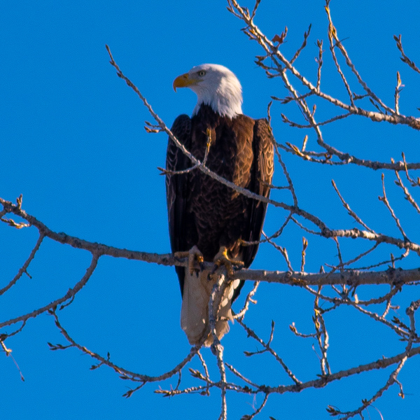 Wildlife Photography