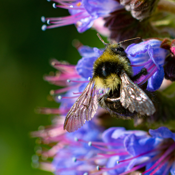 Bee and Purple Flower
