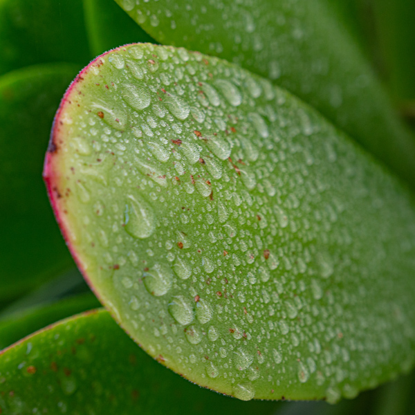 Leaf and droplets