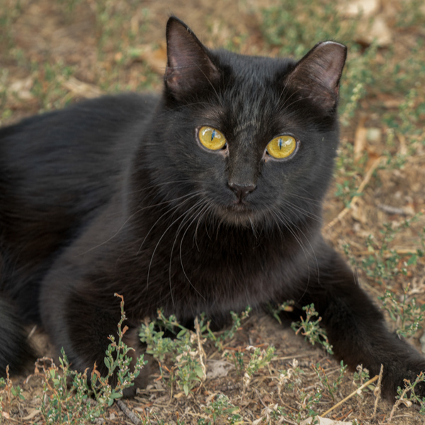 Pet Photography
