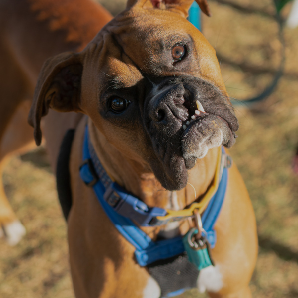 Dog Photography