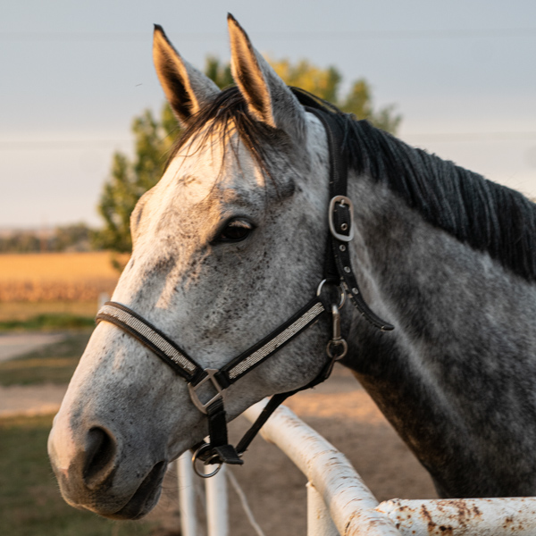 Horse Photography