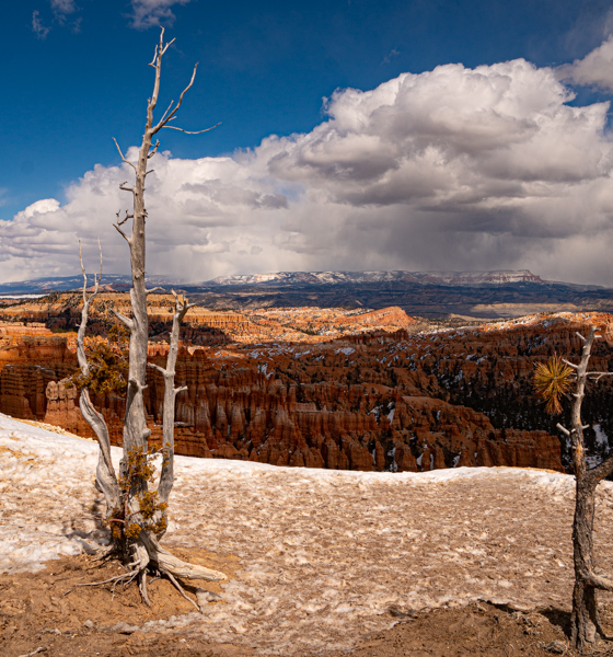 Tree overlooking Bryce