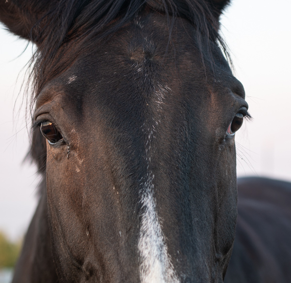 Horse Photographer