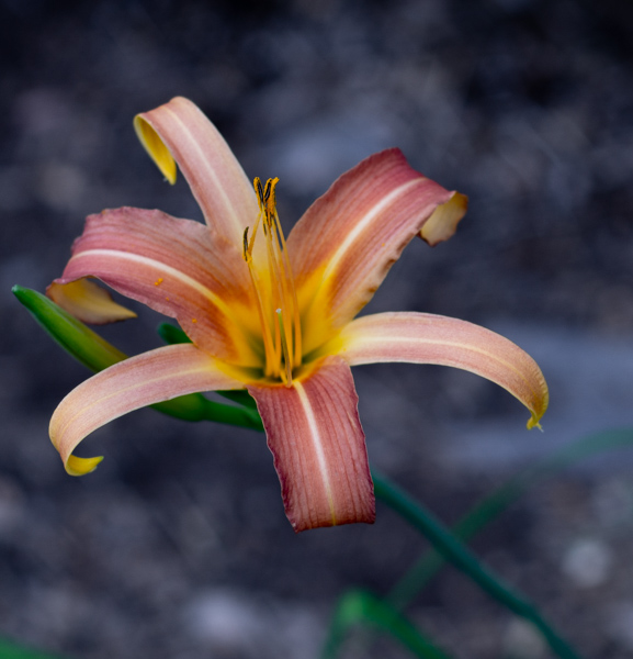 Lily against purple