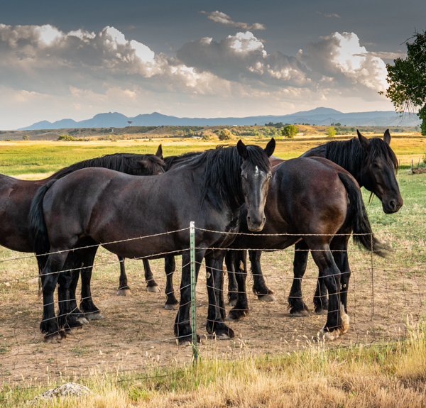 Horses and Flatirons - Hygene. CO
