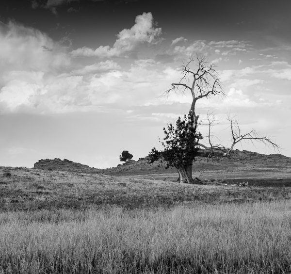 Old Tree Rocks. and Clouds - Black and White