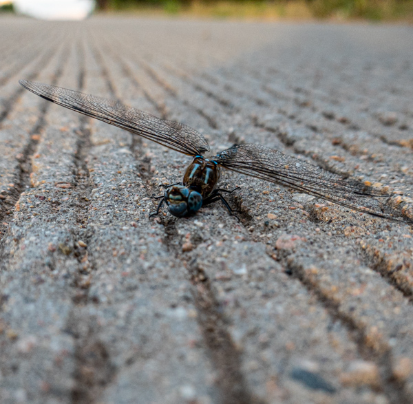 Macro Photographer