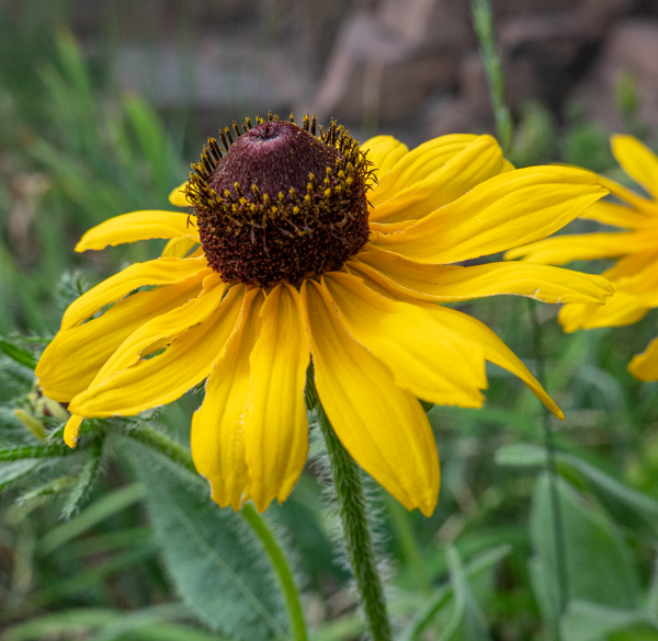 Sunflower close-up