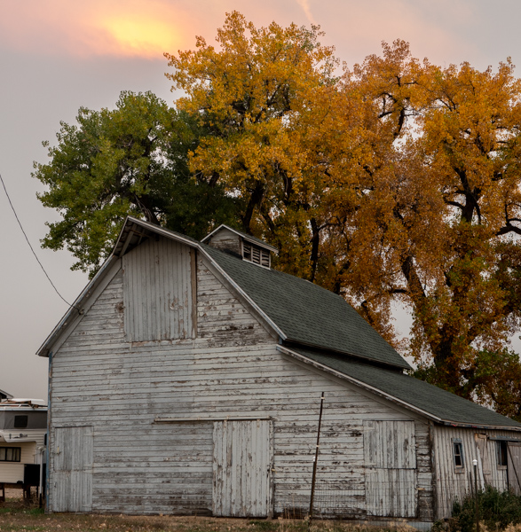 White barn and tree, Niwot, CO