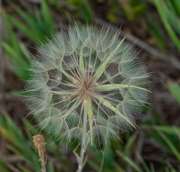 Patterns in the Seeds