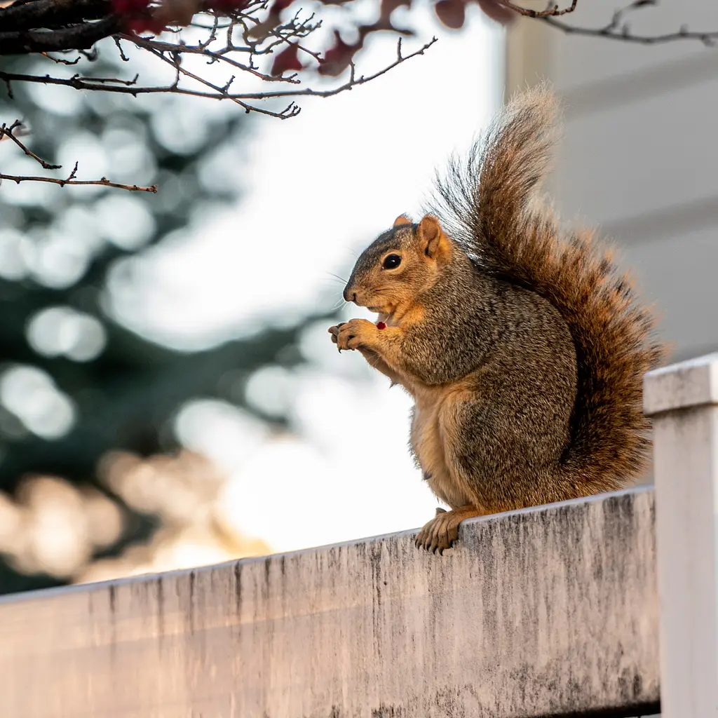 Wildlife Photography